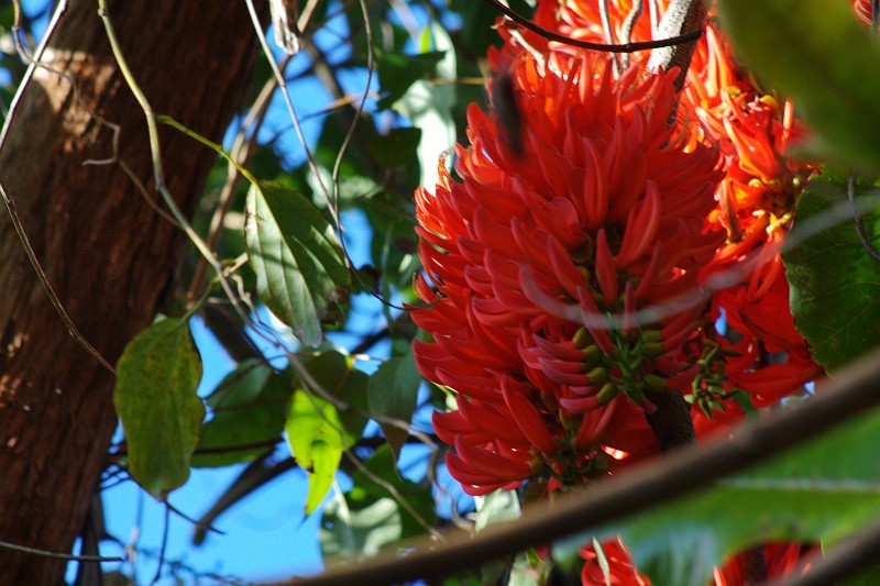 2009-11-06 22-01-55_2.jpg - "Flame of the forest"